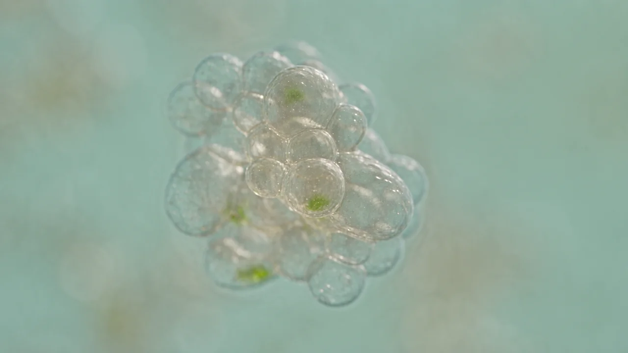 Stem cell anti-aging
